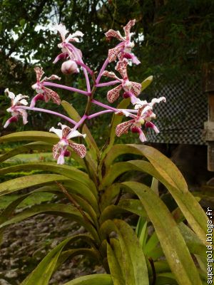 Vanda tricolor: la plus belle orchidée originaire de Bali