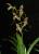 Paphiopedilum rothschildianum, l'orchidée la plus chère au monde