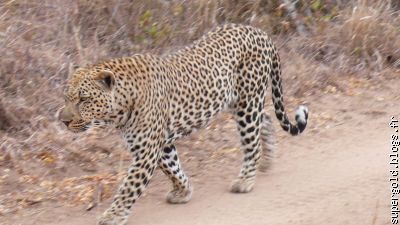 léopard; ne pas confondre avec jaguar (tâches plaines)