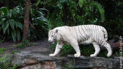 tigre blanc