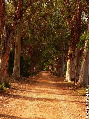 allée des Eucalyptus