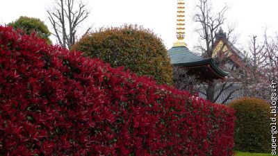 rangée de photinia, devant le temple d'Asakusa