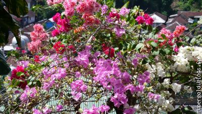 bougainvillée quadricolore