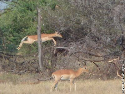 impala: champion du saut en hauteur