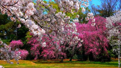 cerisiers en fleur