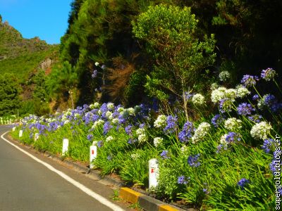 des fleurs partout, le long des routes