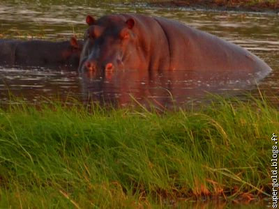 avec mes 1500 kg, je vous écrase comme une mouche !