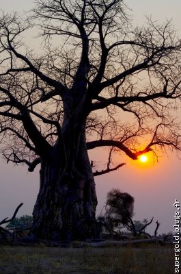 avec le Baobab, l'arbre mythique de l'Afrique