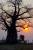 avec le Baobab, l'arbre mythique de l'Afrique