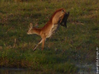 puku:champion du saut en longueur