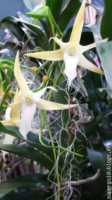 Angraecum sesquipedale: l'orchidée de Darwin