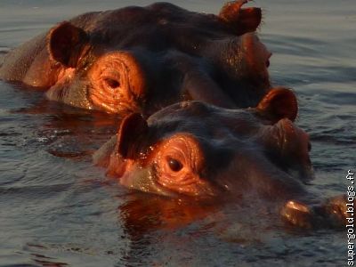 entre quatre-z-yeux, voulez vous savoir ce qu'on fait dans l'eau?