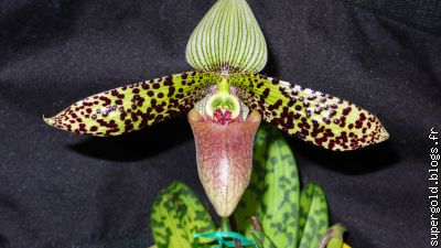 paphiopedilum sukhakulii: Thailande Nord