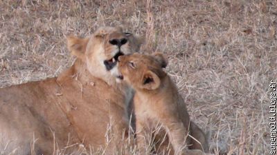 gros calin