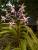 Vanda tricolor: la plus belle orchidée originaire de Bali