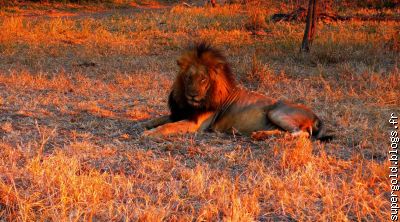 dans la savane africaine