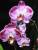 un nouveau Phalaenopsis hybride