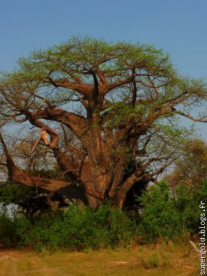 cet arbre aurait pû connaître le Roi-Soleil