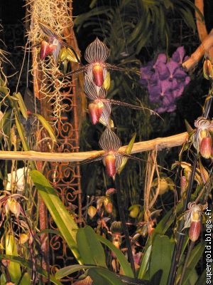 Paph.rothschildianum : la plus chère des orchidées