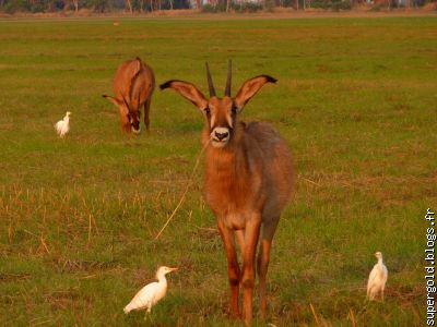 roan antilope: espèce rare, menacée