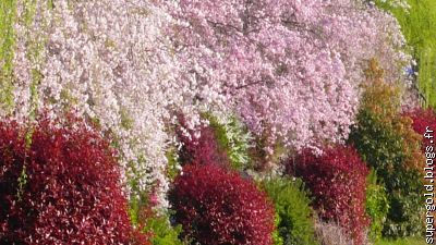 photinia et cerisiers