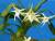 Angraecum sesquipedale, originaire de Madagascar