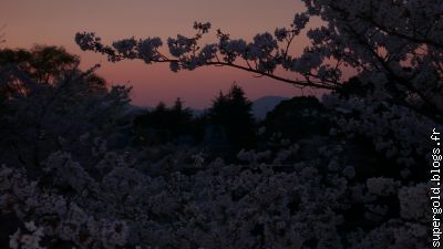 là où fleurissent les plus beaux cerisiers