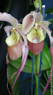 Phragmipedium