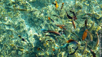 des poissons de toutes les couleurs