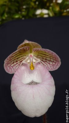 paphiopedilum micranthum: Yunnan, Chine/ Vietnam Nord