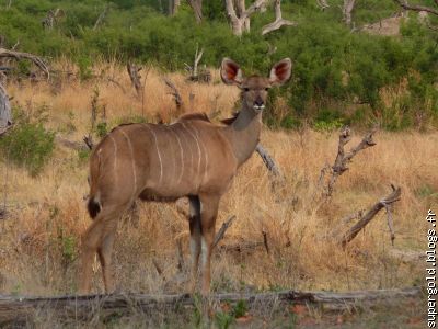 Kudu