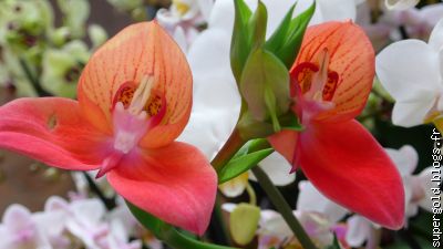 Disa uniflora (hybride)